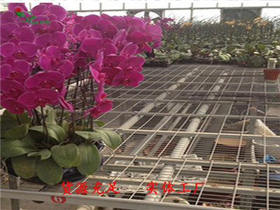 镀锌养花网在大棚花卉苗床中的应用与手动驱动优势