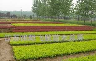 深耕花木培育，优质花卉床苗、小苗与麦冬草一站式供应