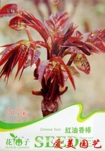 盆栽室内花卉批发市场参考 热门品种、趋势与选购指南