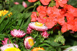 2011香港花卉展 百花争艳，香江添彩