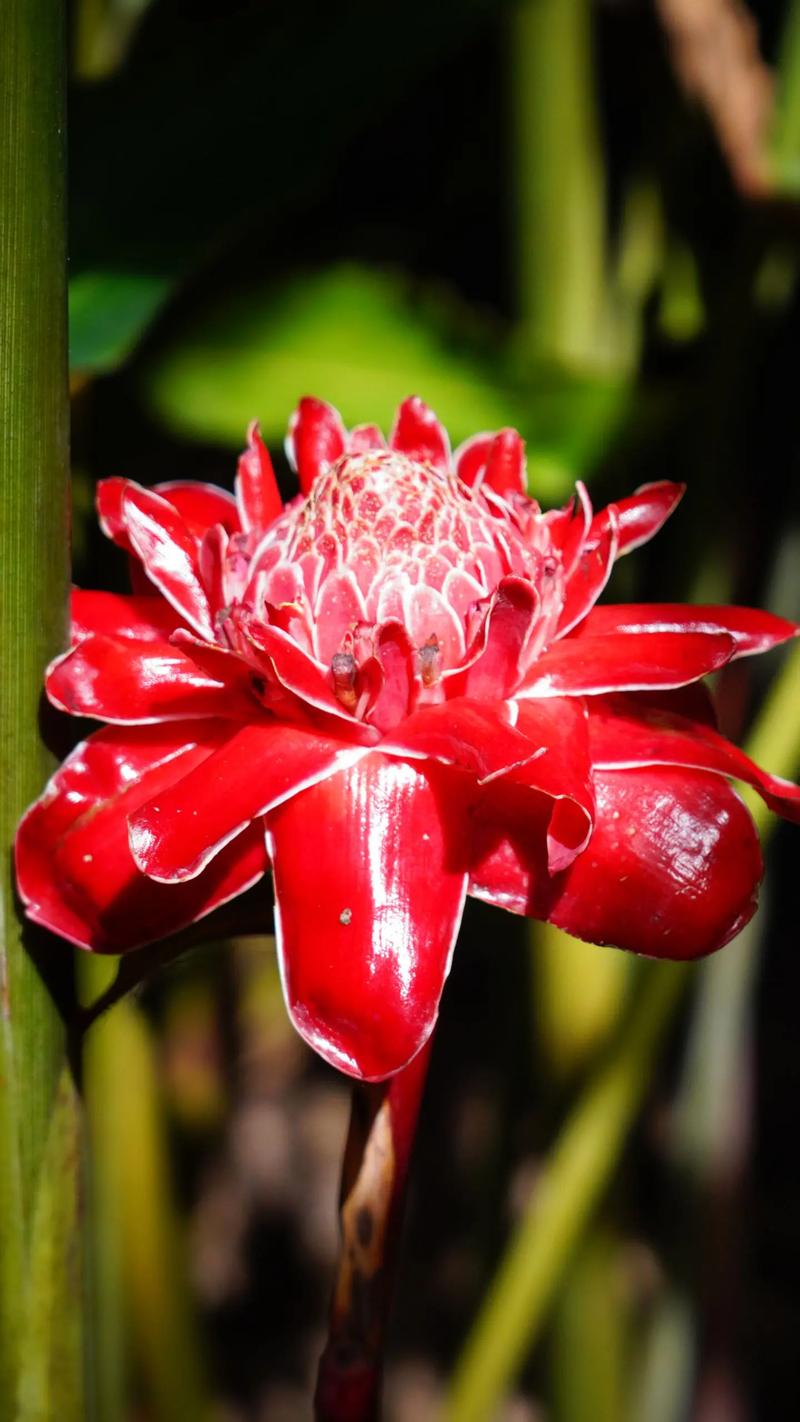 热带奇观 西双版纳植物园中的火炬姜